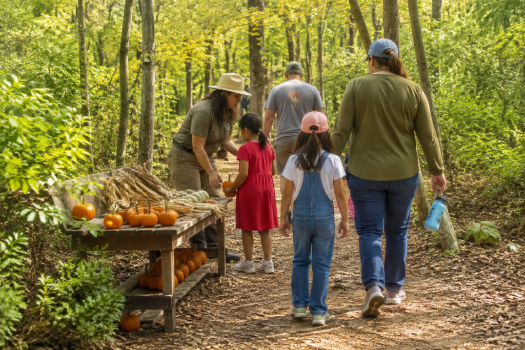 A woodland trail in early autumn with cheerful small pumpkins along a supervised nature activity station