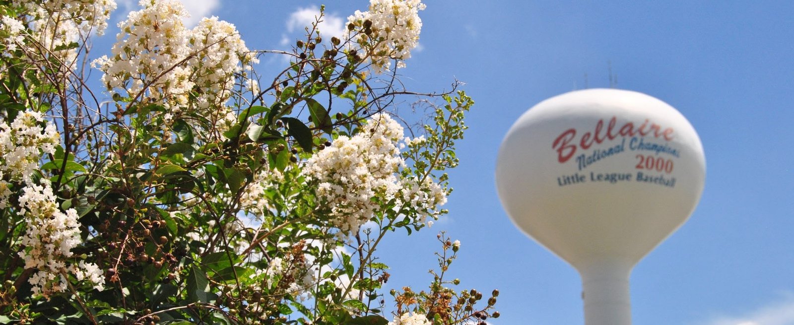 Bellaire water tower behind white flowering branches under a blue sky