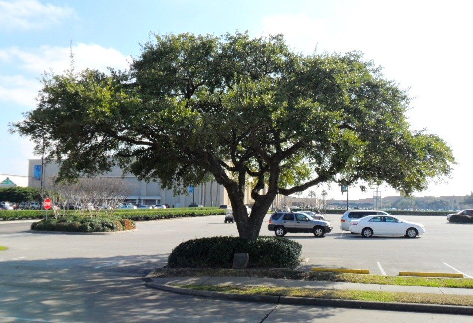 Tree-lined streetscape in Meyerland, Houston