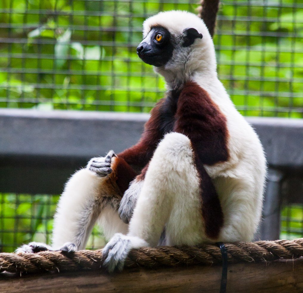 A Coquerel's sifaka, a white and chestnut-brown lemur, sits on a rope perch in its habitat at the Houston Zoo.