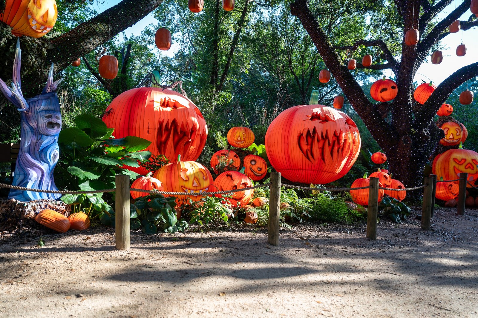 Lanterns hang in the live oaks over a walking path at the Houston Zoo.